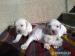 Labradorsky retriever - Predaj