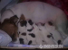 Štěňata - Jack Russel Terier - Prodej
