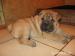 Shar pei - Predaj