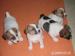 Jack russel terier - Predaj