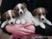 Jack russel terier - Predaj