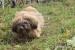 Psík lhasa apso - Predaj