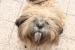 Psík lhasa apso - Predaj