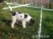 5 mesacne stenatka Lagotto romagnolo - Predaj