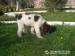5 mesacne stenatka Lagotto romagnolo - Predaj