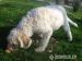 5 mesacne stenatka Lagotto romagnolo - Predaj