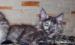 Koteczka maine coon - Sprzedaż