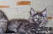Koteczka maine coon - Sprzedaż