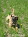 Bandog - Prodej