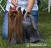 Yorkshire terrier, nadherne šteniatko - Predaj
