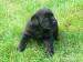 labrador retriever štěně - Prodej