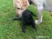 labrador retriever štěně - Prodej