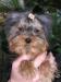 Štěňátka jorkšírského teriéra - Prodej