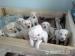 Labrador Retriver Szczeniaki Biszkoptowe - Podarunek