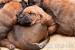 Steniatka Rhodesian Ridgeback - Predaj