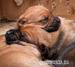 Steniatka Rhodesian Ridgeback - Predaj