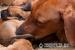 Steniatka Rhodesian Ridgeback - Predaj