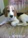 Piesek rasy beagle - Sprzedaż