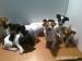 Jack russell terier - Predaj