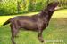 Labrador retriever s PP - Predaj
