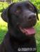 Labrador retriever s PP - Predaj