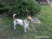 Jack russel terier, nádherná štěňátka - Prodej