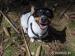 Jack russel terier, nádherná štěňátka - Prodej