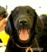 Flat coated retrivr - štěňátka s PP - Prodej