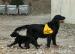 Flat coated retrivr - štěňátka s PP - Prodej