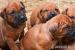 Steniatka Rhodesian Ridgeback bez PP - Predaj