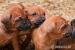 Steniatka Rhodesian Ridgeback bez PP - Predaj