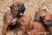 Steniatka Rhodesian Ridgeback bez PP - Predaj