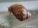 Achatina immaculata - Darování