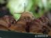 Achatina immaculata - Darování