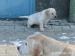 Labrador - Predaj