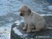 Labrador - Predaj