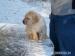 Labrador - Predaj