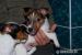Jack Russel teriér  - Predaj