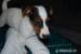 Jack Russel teriér  - Predaj