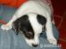Štěňátka Jack Russell teriéra bez PP - Prodej