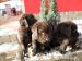 Šteniatka labradora - Predaj