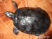 Vodní želva nádherná - Trachemis scripta elegans - Prodej