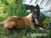 Belg. ovčiak Malinois - Predaj