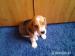 Beagle - Predaj
