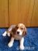 Beagle - Predaj