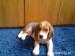 Beagle - Predaj