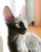 Kocieta cornish rex - Sprzedaż