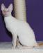 Kocieta cornish rex - Sprzedaż