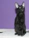 Kocieta cornish rex - Sprzedaż