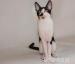 Kocieta cornish rex - Sprzedaż